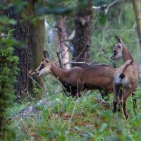 Nízké Tatry, Slovenský ráj – foto 54