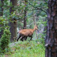 Nízké Tatry, Slovenský ráj – foto 55