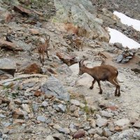 Mt. Blanc – foto 66