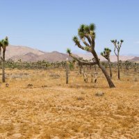 Joshua Tree