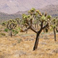 Joshua Tree