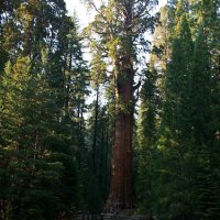 Sekvojovec obrovský - General Sherman