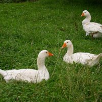 Morava – foto 25