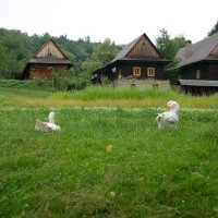 Morava – foto 26