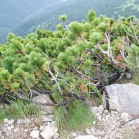 Nízké Tatry – foto 39