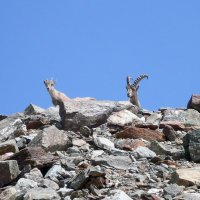 Mt. Blanc reparát – foto 14