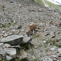Mt. Blanc reparát – foto 6