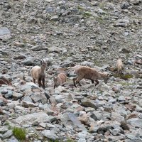 Mt. Blanc reparát – foto 7