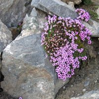 Mt. Blanc reparát – foto 10