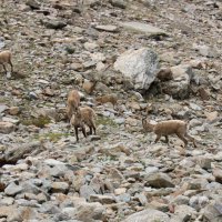 Mt. Blanc reparát – foto 17