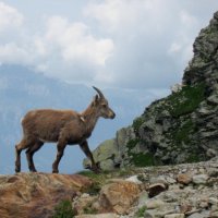 Mt. Blanc reparát – foto 18