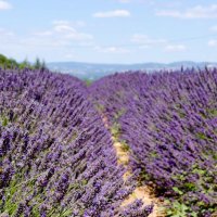 Původně cesta do St Tropez – foto 1