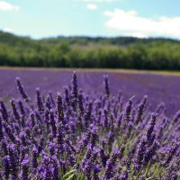 Původně cesta do St Tropez – foto 3