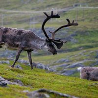 Až na Nordkap – foto 5