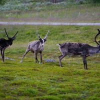 Až na Nordkap – foto 6
