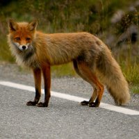 Až na Nordkap – foto 7