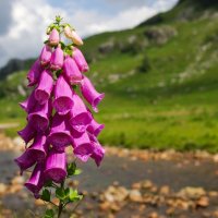Skotsko křížem krážem – foto 13