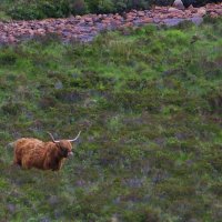Scottish cow