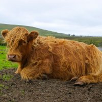 Scottish cow