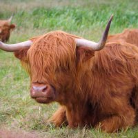 Scottish cow