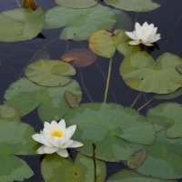 Skotsko křížem krážem – foto 19