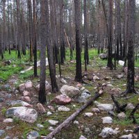 Park před několika lety hodně ohořel