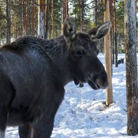 Putování za polární září na Halti – foto 6