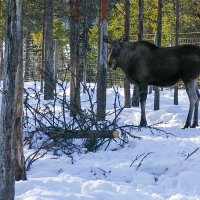 Putování za polární září na Halti – foto 7