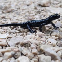 Mlok černý (Salamandra atra)