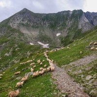 Zácpa do sedla pod Mircii (2470 m) - špička vlevo