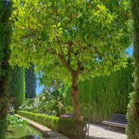 Generalife - Architektova zahrada