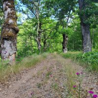 Bosna a Srbsko – foto 5