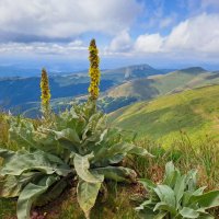 Bosna a Srbsko – foto 10