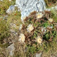 Moc rostlin tu nezbylo