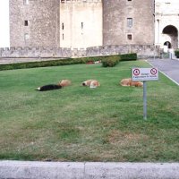 Pisa, Řím, Pompeje, Florencie, Benátky, Verona – foto 123